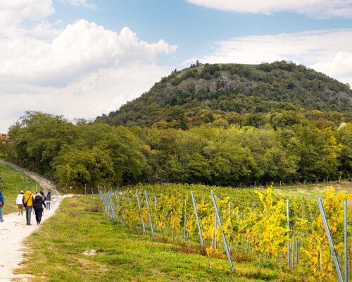 Bortúra a Csobánc- hegyen